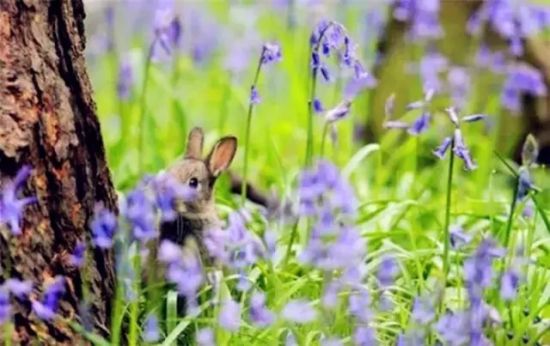 是谁,打翻了这里的春天。 是谁,打翻了这里的春天。