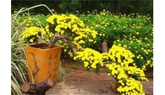 盆栽小菊花枯了怎么办？盆栽小菊花枯了的解决