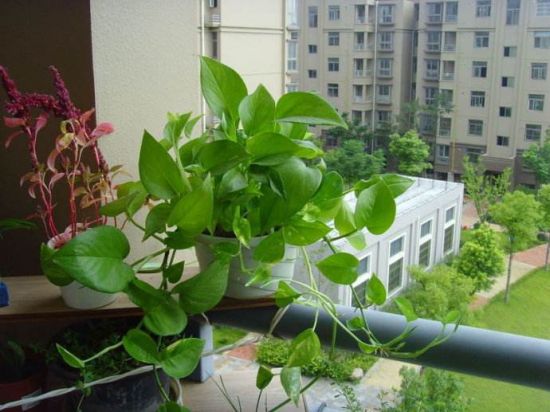 朝着阳光的方位 朝着阳光的方位