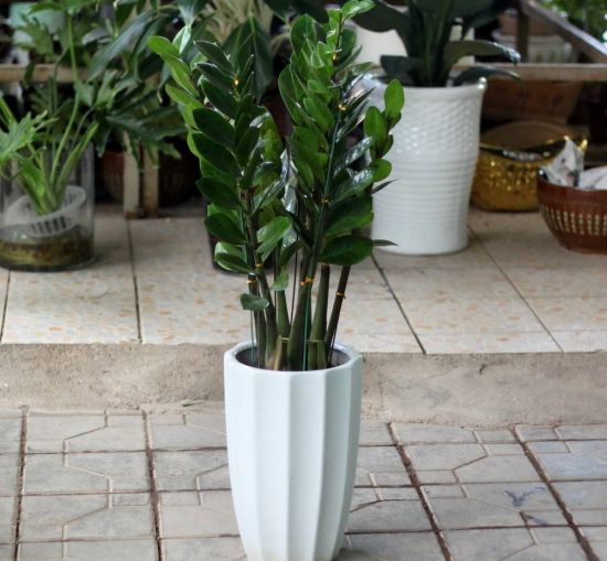 旺财植物 旺财植物