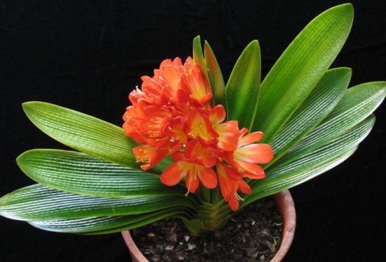 革质较厚的阴性植物 革质较厚的阴性植物