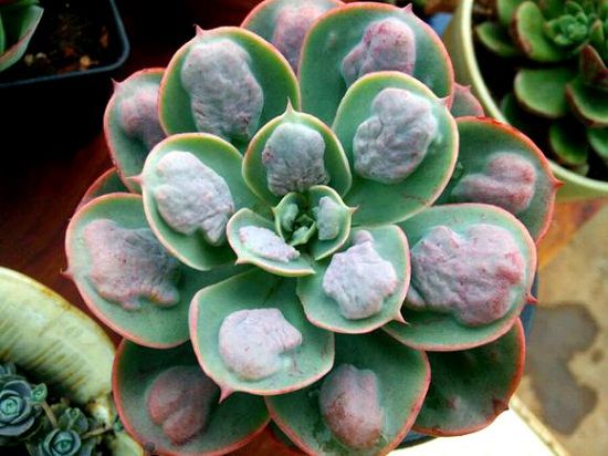 组培变异雨滴(图二) 组培变异雨滴(图二)