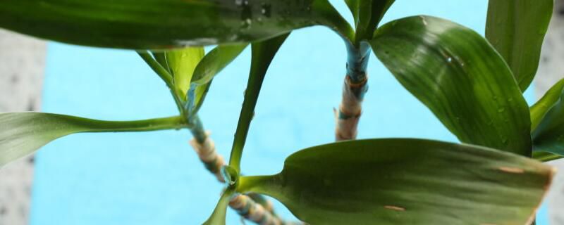 富贵竹怎么养才能长高