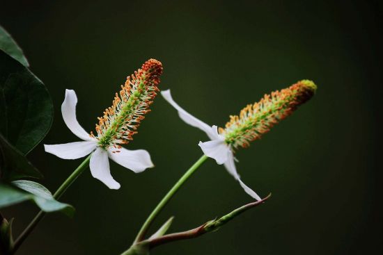 别致的鱼腥草花图片 别致的鱼腥草花图片