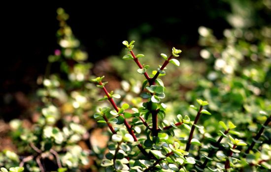 淘米水浇花注意事项 淘米水浇花注意事项