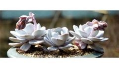 多肉小白虫的防治方法