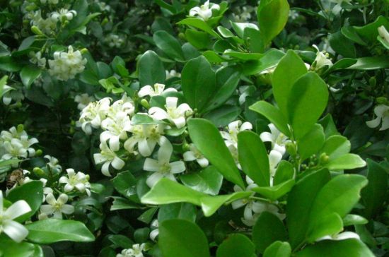 七里香(千里香)的种植方法(全解) 七里香(千里香)的种植方法(全解)