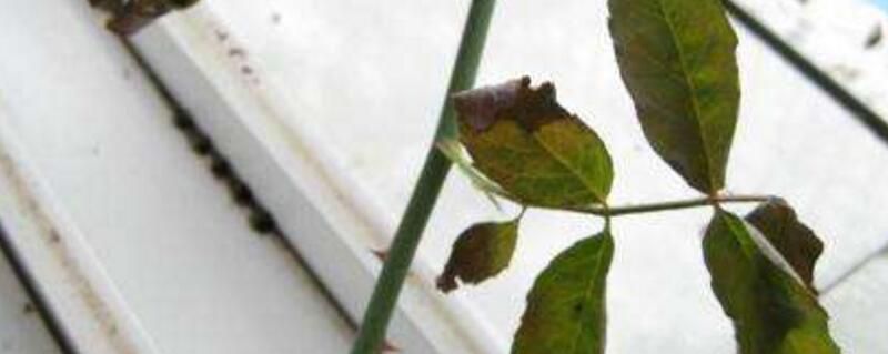 玫瑰叶子黄了怎么办？五种方法处理