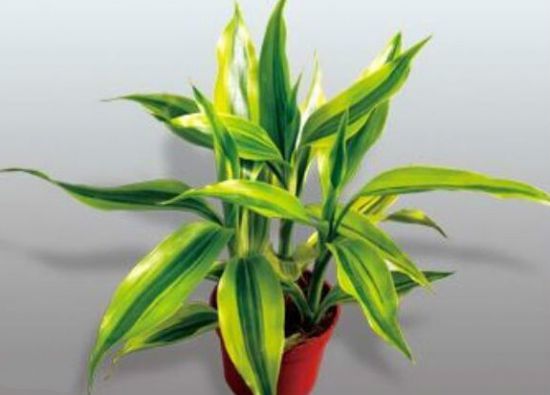 富贵竹用什么土养好？可用腐叶土与菜园土混合