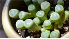 五十铃玉的养殖方法和注意事项