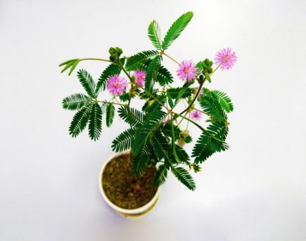 盆栽含羞草欣赏 盆栽含羞草欣赏