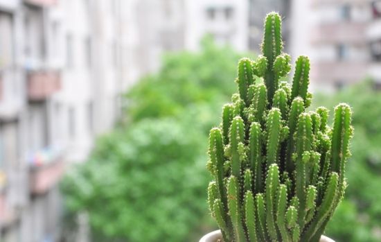 淘米水浇花注意事项 淘米水浇花注意事项