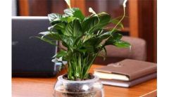 白掌喜欢什么肥料，根据植株需求施不同肥料