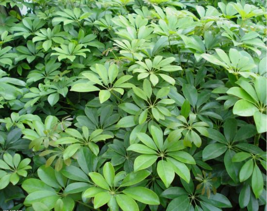 鸭脚木叶子图片 鸭脚木叶子图片