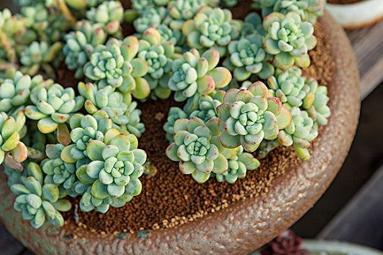 劳尔2号 劳尔2号