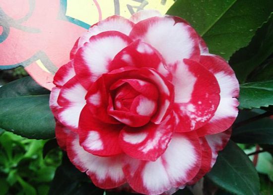 耐看的茶花 耐看的茶花