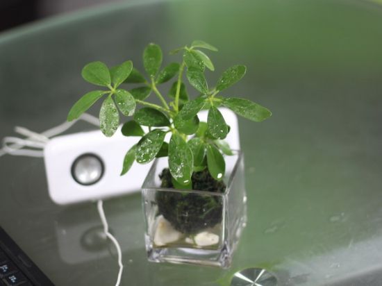 欣赏迷你鸭脚木图片 欣赏迷你鸭脚木图片