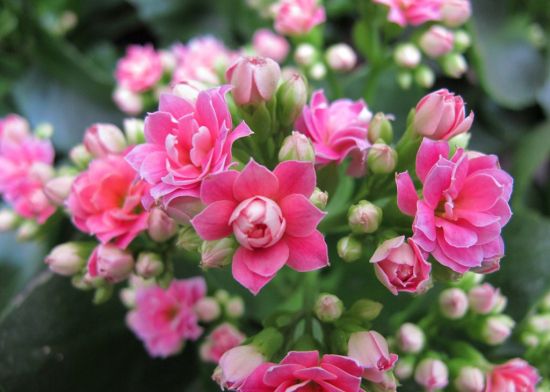 淘米水浇花注意事项 淘米水浇花注意事项