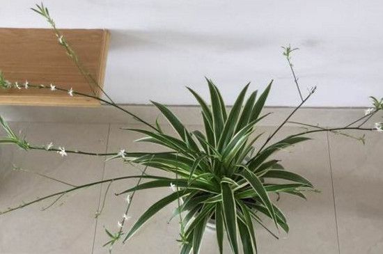 吊兰的抽穗怎样处理好，可修剪也可养护长吊兰