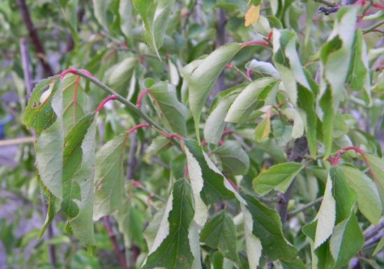 为什么盆花叶片卷曲，叶面上出现点状病斑和突