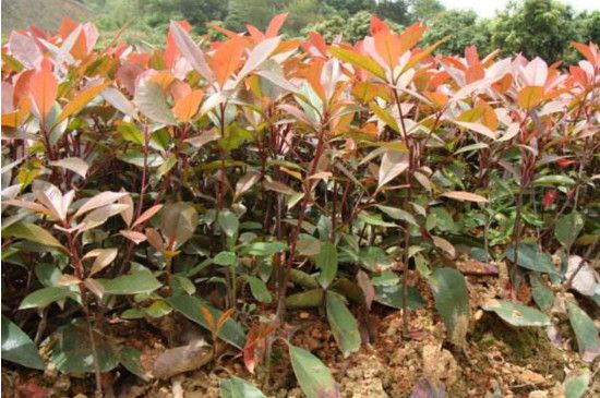 红叶石楠小苗如何培育，枝条扦插成小苗/生根后