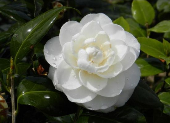 美丽的茶花 美丽的茶花