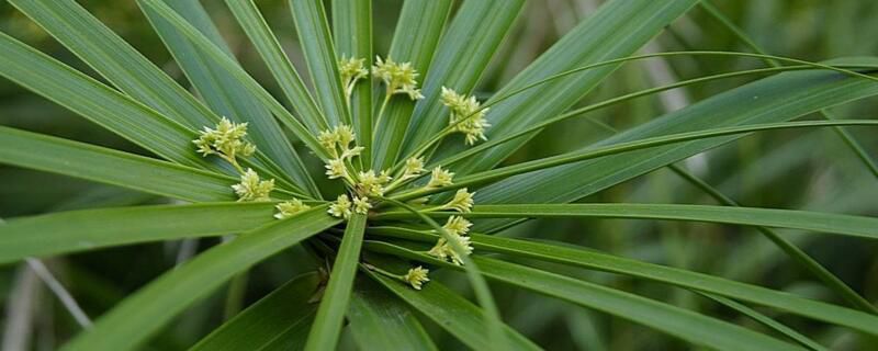 水竹叶子发黄怎么办？水竹叶子发黄的解决办法