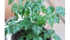 春天幸福树老是掉叶子怎么办？幸福树掉叶的解决办法