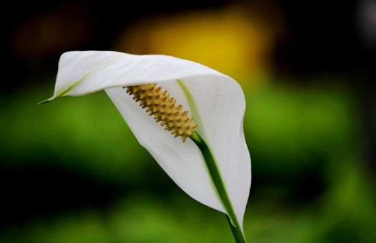 淘米水浇花注意事项 淘米水浇花注意事项