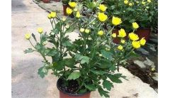 菊花叶子发黄的原因及解决方法