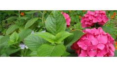 绣球叶片发黑的原因