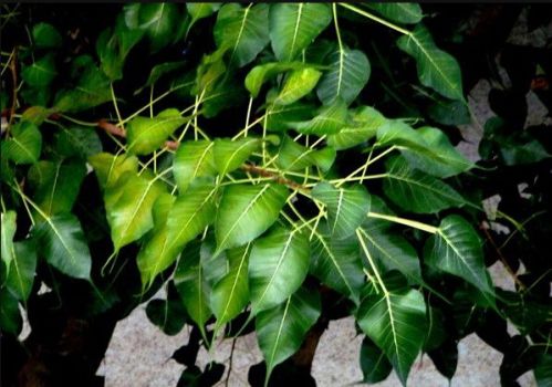 菩提树的叶子 菩提树的叶子