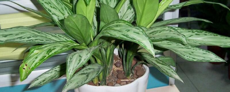 银皇后常见繁殖方法：银皇后扦插和分株繁殖