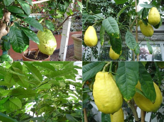 盆栽香橼 盆栽香橼