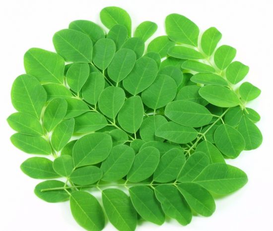 辣木的种植方法和注意事项 辣木的种植方法和注意事项