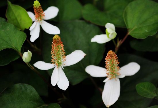 鱼腥草开出的小白花图片 鱼腥草开出的小白花图片