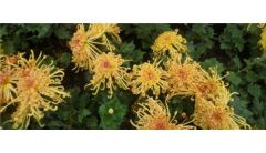 怎样让菊花矮壮不长高