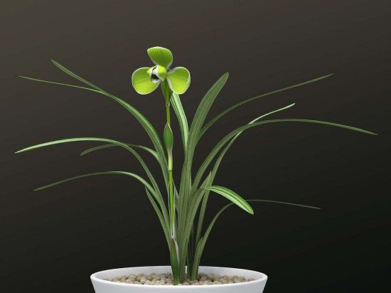 兰花的花期养护要点 兰花的花期养护要点