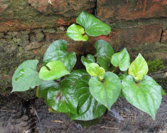 整株鱼腥草图片 整株鱼腥草图片