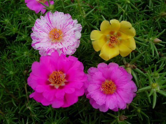 太阳花有多少种颜色 太阳花有多少种颜色