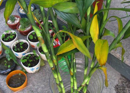 富贵竹叶子发黄缺光 富贵竹叶子发黄缺光