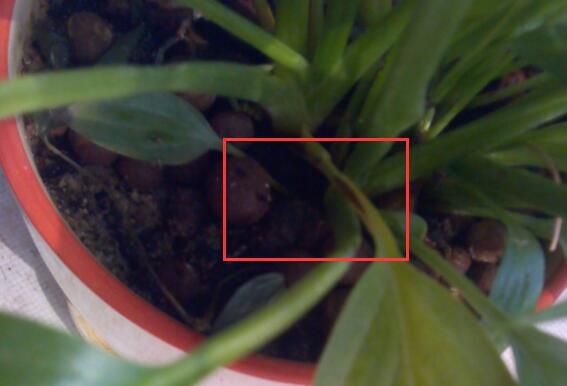 白掌叶子发黑怎么办？白掌叶子发黑的解决方法