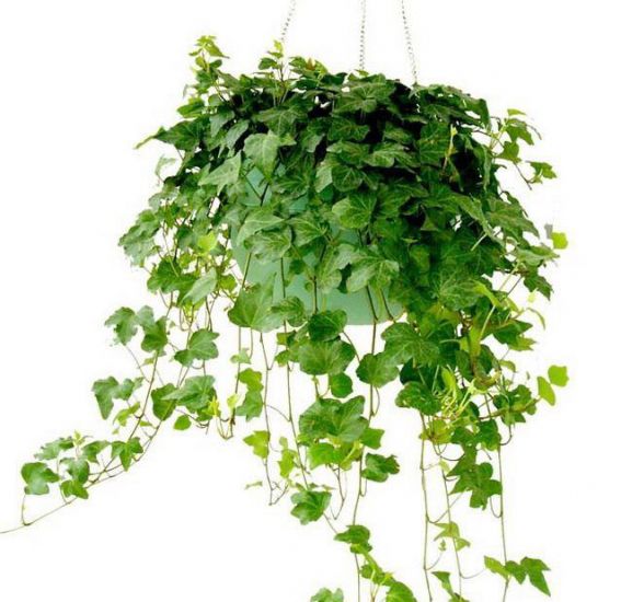 悬挂式常春藤盆景 悬挂式常春藤盆景