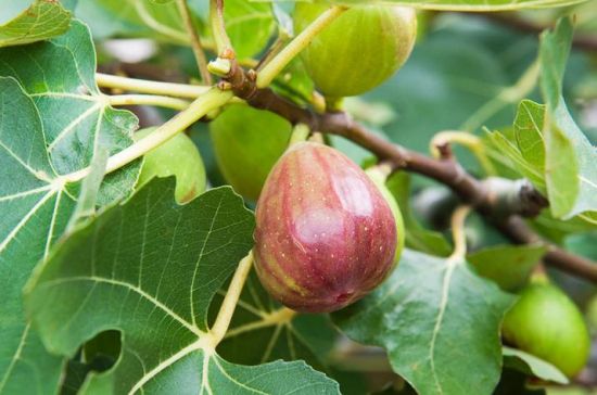 无花果树 无花果树