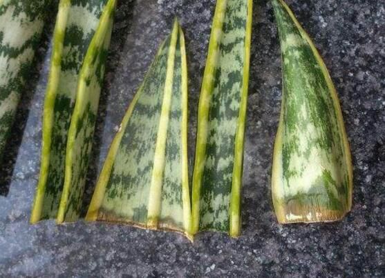 虎皮兰叶插繁殖方法：虎皮兰叶片扦插生根只需