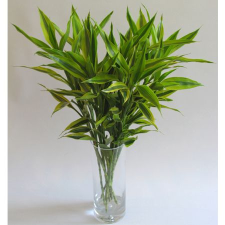 富贵竹叶子发黄解决办法 富贵竹叶子发黄解决办法