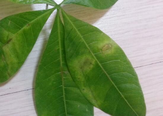 发财树叶子长斑怎么办？发财树叶子长斑的原因