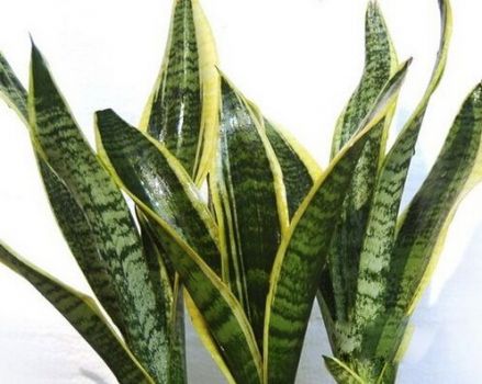 长势良好的虎皮兰 长势良好的虎皮兰