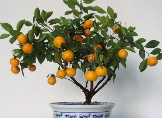 四季橘 四季橘