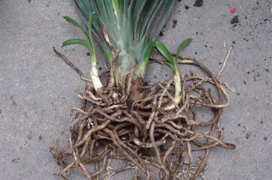 君子兰分株繁殖 君子兰分株繁殖